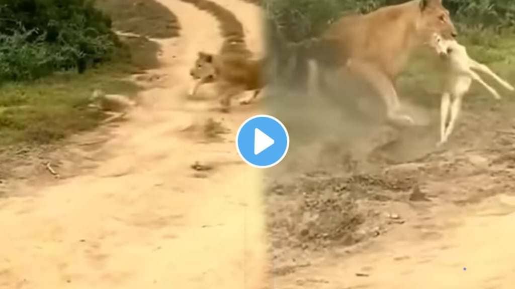 Lion's brutal attack on deer jungle video