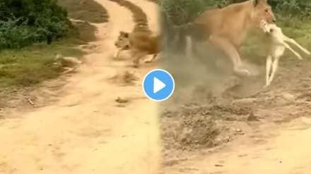 Lion's brutal attack on deer jungle video Lion's brutal attack on deer jungle video