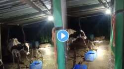 ‘बिबट्या चवताळलाय…’, गोठ्यातल्या गायीच्या कालवडीला केलं जागीच ठार; VIDEO पाहून चुकेल काळजाचा ठोका