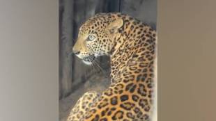 Forest department trapped three year old female leopard