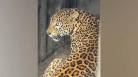Forest department trapped three year old female leopard Forest department trapped three year old female leopard
