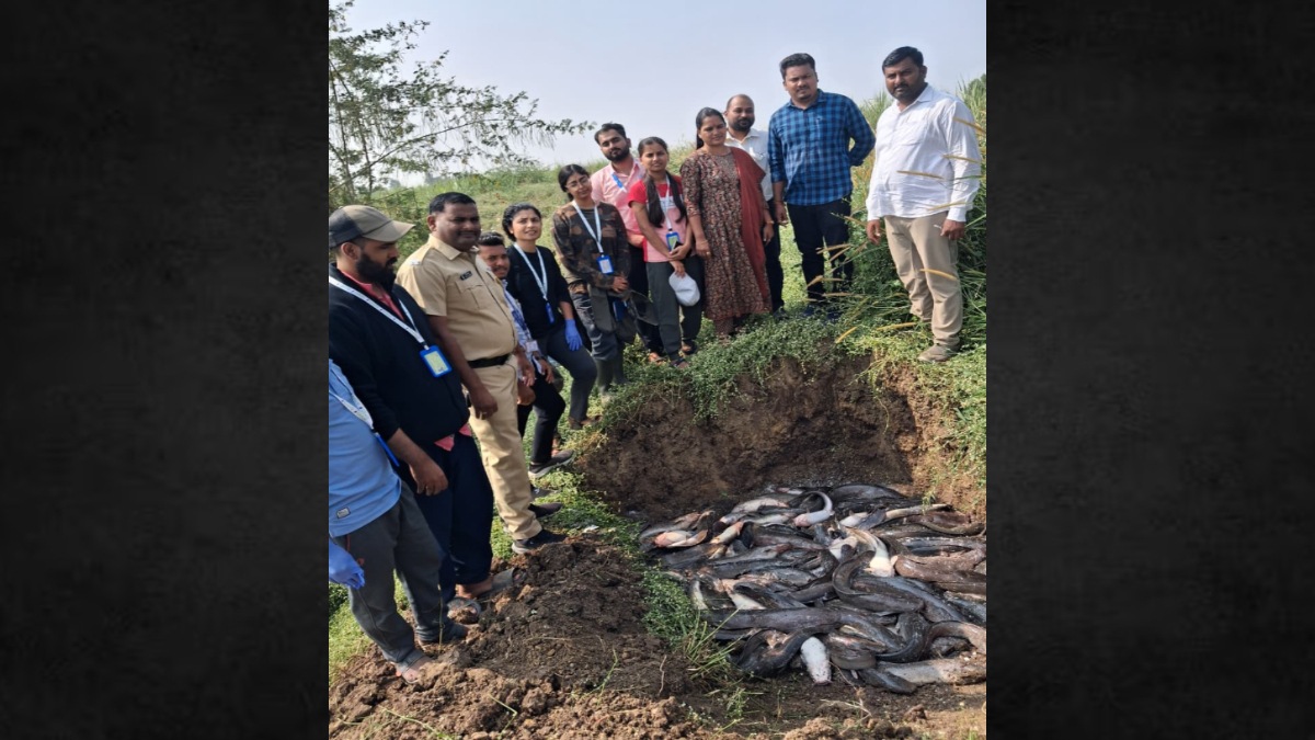 Ujani Illegal African Mangur Fish Farming Maharashtra Fisheries Department Action Biodiversity BNHS mumbai