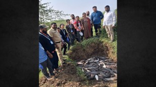 Ujani Illegal African Mangur Fish Farming Maharashtra Fisheries Department Action Biodiversity BNHS mumbai
