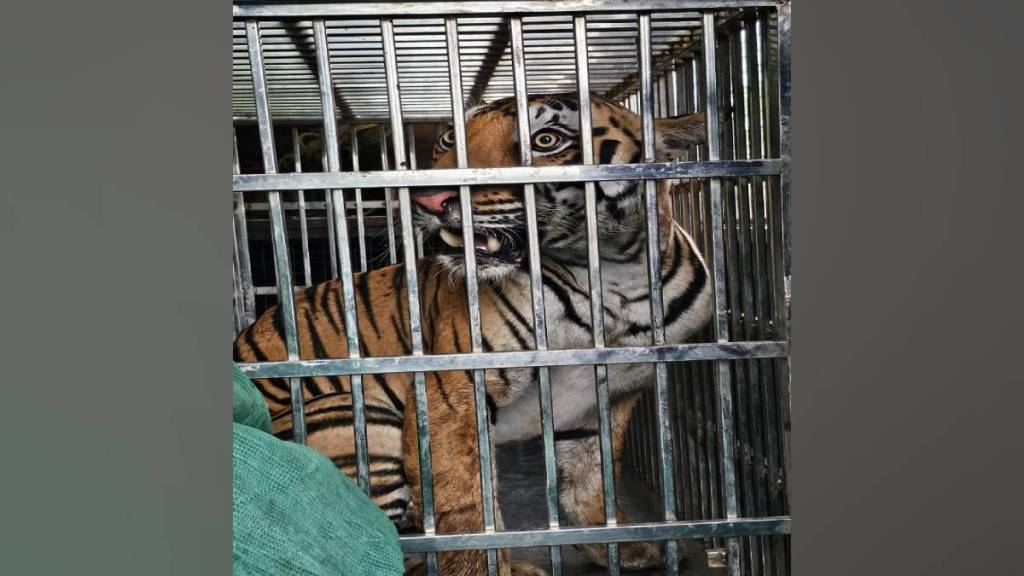 tiger at saras Chowk gondia captured may be sent to zoo due to unusual behavior