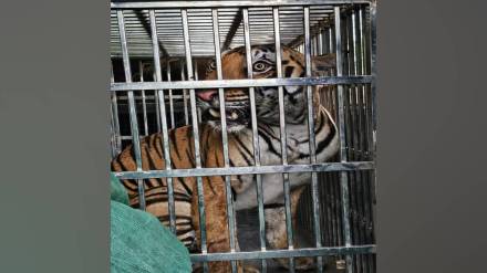 tiger at saras Chowk gondia captured may be sent to zoo due to unusual behavior