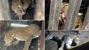 human hunter leopard in Shirur Pimperkhed shot dead by sharpshooter