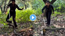 भल्या मोठ्या नागाला पकडण्यासाठी आली तरूणी, स्पर्श करताच नाग चवताळला; VIDEO पाहून अंगावर येईल काटा