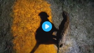 Tadoba Tiger Sahyadri Roar Mission Tara Chanda Relocation Maharashtra Conservation Drive