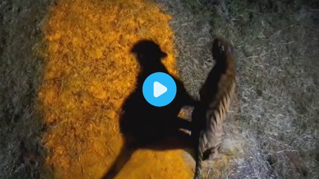 Tadoba Tiger Sahyadri Roar Mission Tara Chanda Relocation Maharashtra Conservation Drive Tadoba Tiger Sahyadri Roar Mission Tara Chanda Relocation Maharashtra Conservation Drive