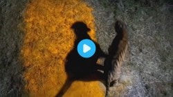 VIDEO : ताडोबातील वाघिणीने सह्याद्रीत पोहचताच डरकाळी फोडली, “मिशन तारा” मोहिमेअंतर्गत तब्बल ८५० किलोमीटरचा अंतर पार…