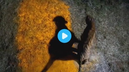 Tadoba Tiger Sahyadri Roar Mission Tara Chanda Relocation Maharashtra Conservation Drive Tadoba Tiger Sahyadri Roar Mission Tara Chanda Relocation Maharashtra Conservation Drive