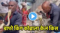 बापरे! आजोबांनी थेट किंग कोब्राला तोंडात धरलं, किस केलं अन्…थरारक VIDEO पाहून तुम्हीही श्वास रोखून धराल