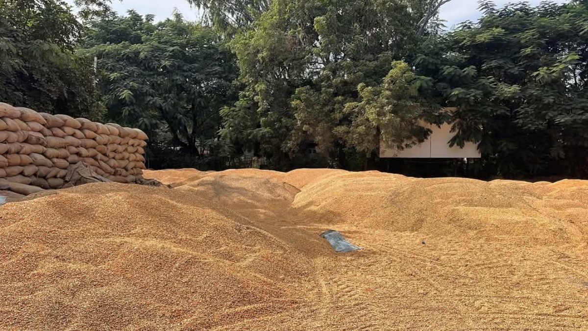 maharashtra msp grain purchase online registration issues wheat maize jowar bajri kharif crops farmers