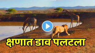 Giraffe Outsmarts Lion In Dramatic Jungle Attack Fight Video Goes Viral on social media