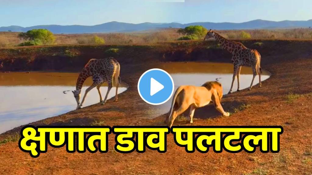 Giraffe Outsmarts Lion In Dramatic Jungle Attack Fight Video Goes Viral on social media Giraffe Outsmarts Lion In Dramatic Jungle Attack Fight Video Goes Viral on social media