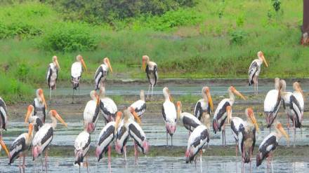 birds migrate to Vasai Virar during winter season attracting bird researchers and bird lovers birds migrate to Vasai Virar during winter season attracting bird researchers and bird lovers