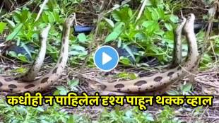 Shocking video two snake romance in jungle area at kalyan video goes viral on social media