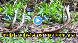 भर रस्त्यात कल्याणमध्ये घोणस जातीच्या दोन सापांचे मिलन; कधीही न पाहिलेलं दृश्य पाहून थक्क व्हाल, अंगावर काटा आणणारा VIDEO व्हायरल