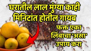 How to get rid of ants permanently naturally home remedies to get rid from ants