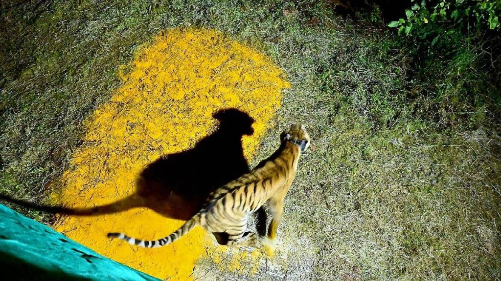 Tadoba Chanda tigress welcomed with flower shower at Sahyadri Tiger Reserve Tadoba Chanda tigress welcomed with flower shower at Sahyadri Tiger Reserve
