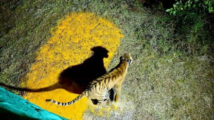Tadoba Chanda tigress welcomed with flower shower at Sahyadri Tiger Reserve Tadoba Chanda tigress welcomed with flower shower at Sahyadri Tiger Reserve