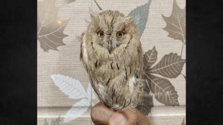 Pallid Scops Owl Desert Rescued Wildlife Andheri Mumbai