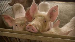 'African swine fever' in boars in Nashik; Entry from other states to be blocked