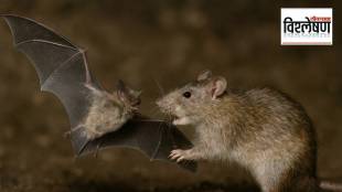 उंदरांमुळे नव्या महामारीची भीती? वटवाघुळांची कशी करताहेत शिकार? तज्ज्ञांचा दावा काय? (छायाचित्र एआय जनरेटेड)