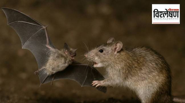 उंदरांमुळे नव्या महामारीची भीती? वटवाघुळांची कशी करताहेत शिकार? तज्ज्ञांचा दावा काय? (छायाचित्र एआय जनरेटेड)