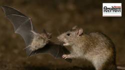 Rats hunting Bats : वटवाघळे खाणाऱ्या उंदरांमुळे नव्या महासाथीचा धोका? तज्ज्ञांचा इशारा; संशोधन काय सांगतं?