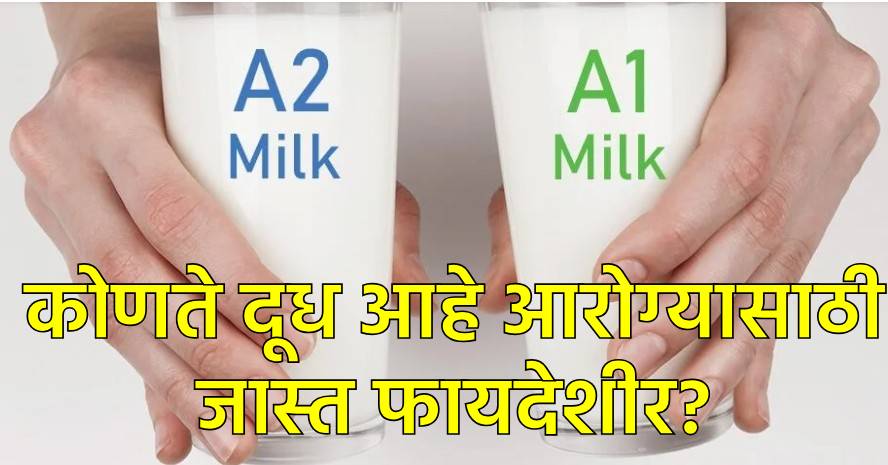 A1 की A2 दूध आरोग्यसाठी उत्तम? A1 की A2 दूध आरोग्यसाठी उत्तम?