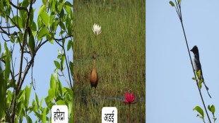 Shahapur Tansa Bird Week Rare Species Sighted Salim Ali Jayanti Winter Guests