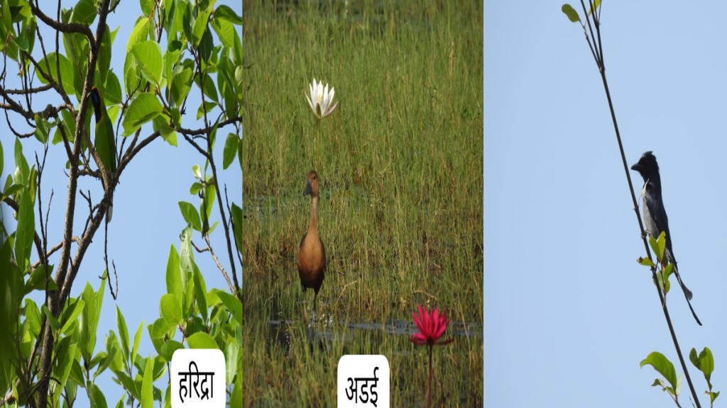 Shahapur Tansa Bird Week Rare Species Sighted Salim Ali Jayanti Winter Guests Shahapur Tansa Bird Week Rare Species Sighted Salim Ali Jayanti Winter Guests