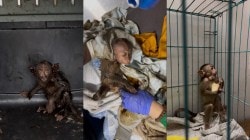 तेलाच्या टाकीत पडलेल्या माकडाच्या पिल्लाला जीवदान…