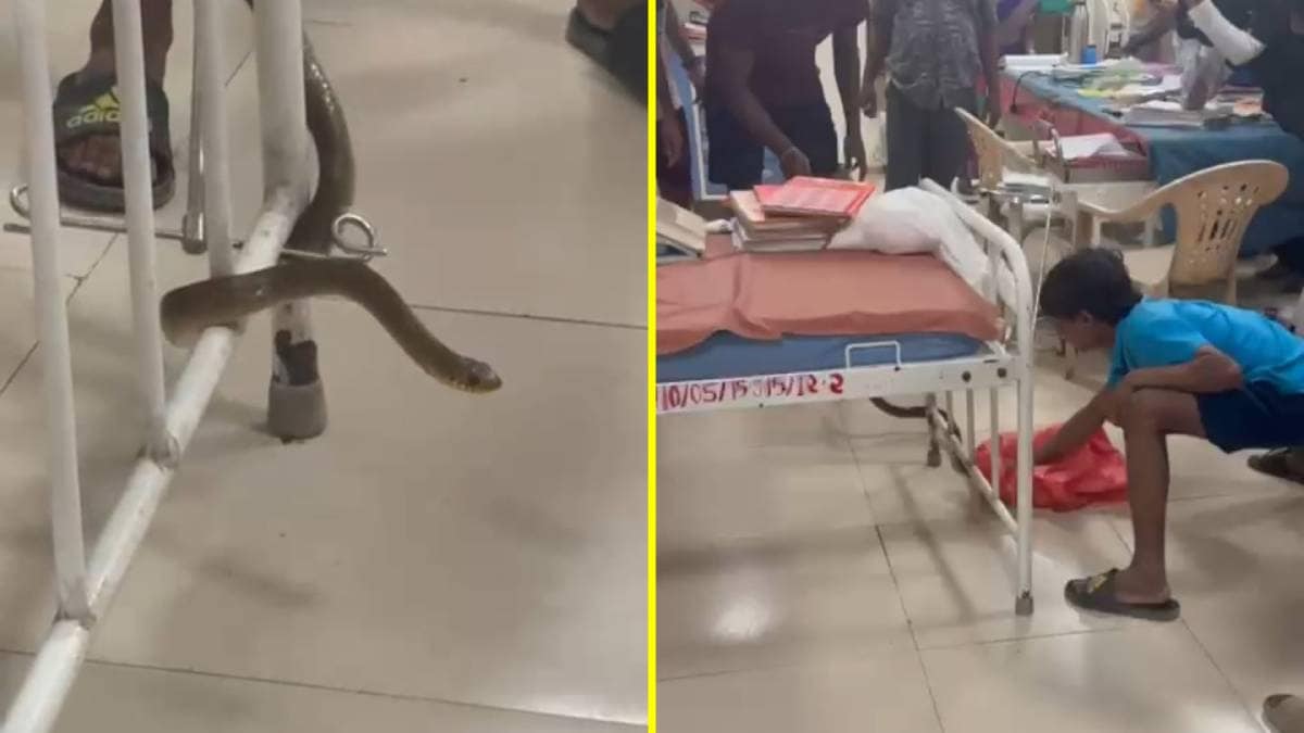 Snake enters Thane District Hospital, patients and relatives flee