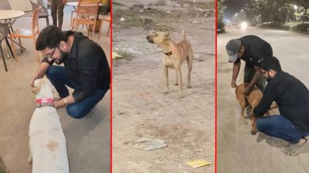 Radium reflector collars to be worn around the necks of stray dogs in Thane Radium reflector collars to be worn around the necks of stray dogs in Thane