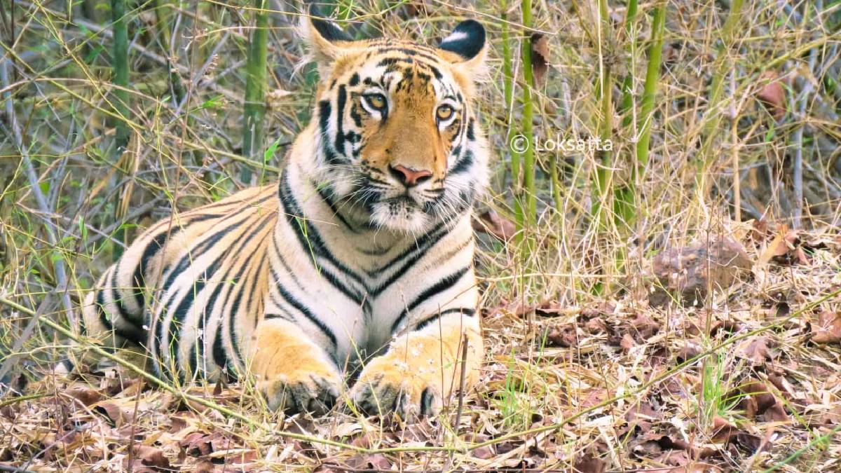 tiger attack kills shepherd chandrapur mul sindewahi terror two deaths human wildlife conflict vidarbha forest