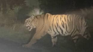 Tadoba-Andhari Tiger Reserve Male calf captured chandrapur