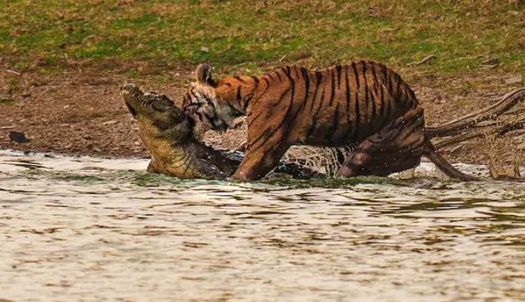 अॅरोहेड ranthamborenationalpark.com