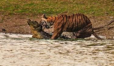 अ‍ॅरोहेड ranthamborenationalpark.com