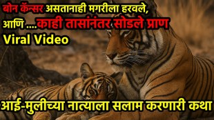 Emotional Wildlife Video