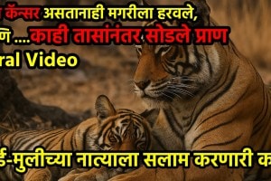 Emotional Wildlife Video