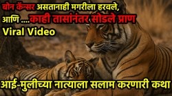 Tigress Wildlife Video: मुलीला सुरक्षित घर दिले आणि नंतरच तिने घेतला अखेरचा श्वास; रणथंबोरच्या वाघिणीची हृदय पिटळवटून टाकणारी कहाणी