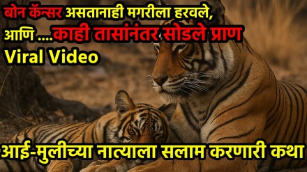 Emotional Wildlife Video Emotional Wildlife Video