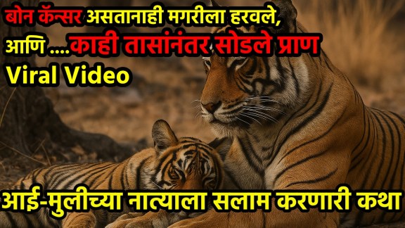Emotional Wildlife Video