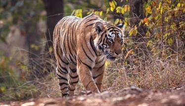 अ‍ॅरोहेड (ranthamborenationalpark.com)