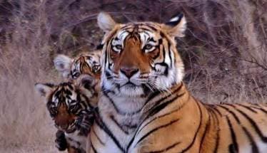 अ‍ॅरोहेड (ranthamborenationalpark.com)