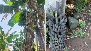 Banana bunches turning black in Vasai
