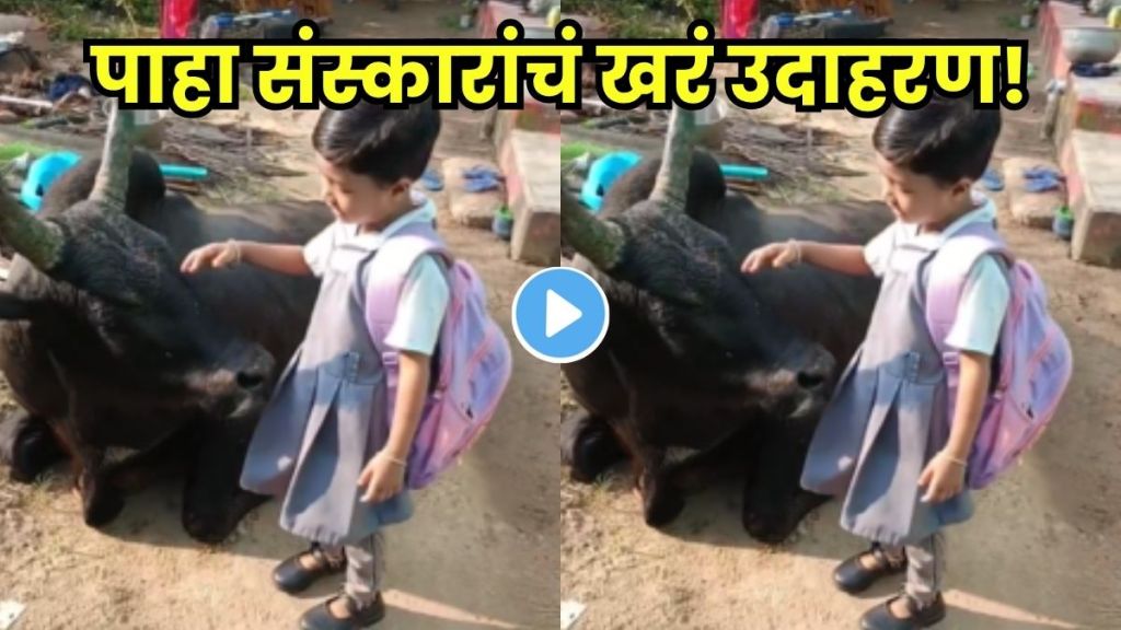 girl touches cow feet video