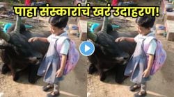 याला म्हणतात संस्कार! शाळेत जाण्यापूर्वी गोमातेबरोबर चिमुकलीने काय केले पाहा, Video पाहून तुम्हीही कराल कौतुक